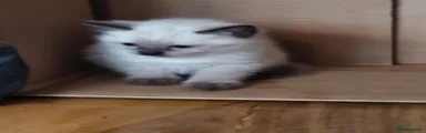 Siamese 2