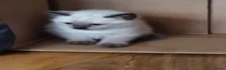 Siamese cats for sale: Siamese crosed with Ragdol - Advert 19