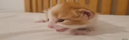 Mixed Breed cats for sale: 3 cute cuddly kittens for sale - Advert 10