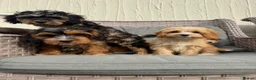 Cockapoo dogs for sale: F1 pra clear Cockapoos(council licensed) - Advert 4