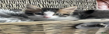 Mixed Breed Kitten 3