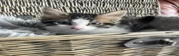 Mixed Breed cats for sale: Ragamuffin x Maine Coon Kittens For Sale - Advert 6