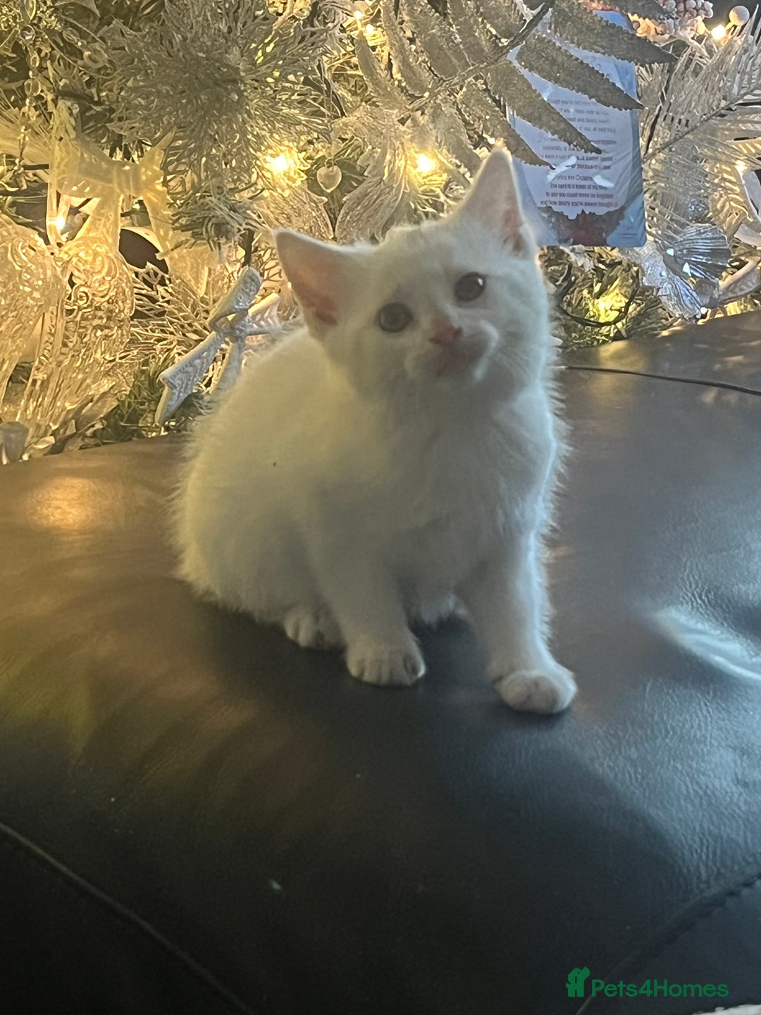 British Shorthair cats for sale: Beautiful Shorthair Kittens - Advert 2