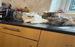 Persian cats for sale: For sale 2 gorgeous adult male Persians - Image 1