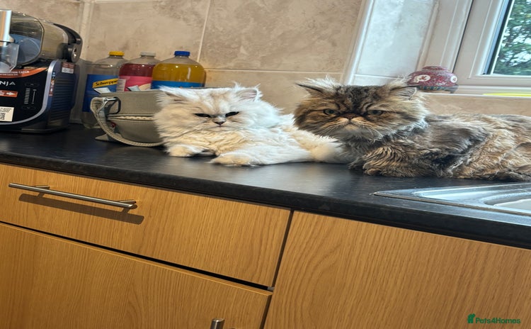 Persian cats - Advert 3