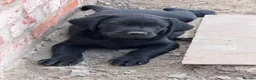Labrador Retriever dogs for sale: Black Labrador pups for sale - Advert 2