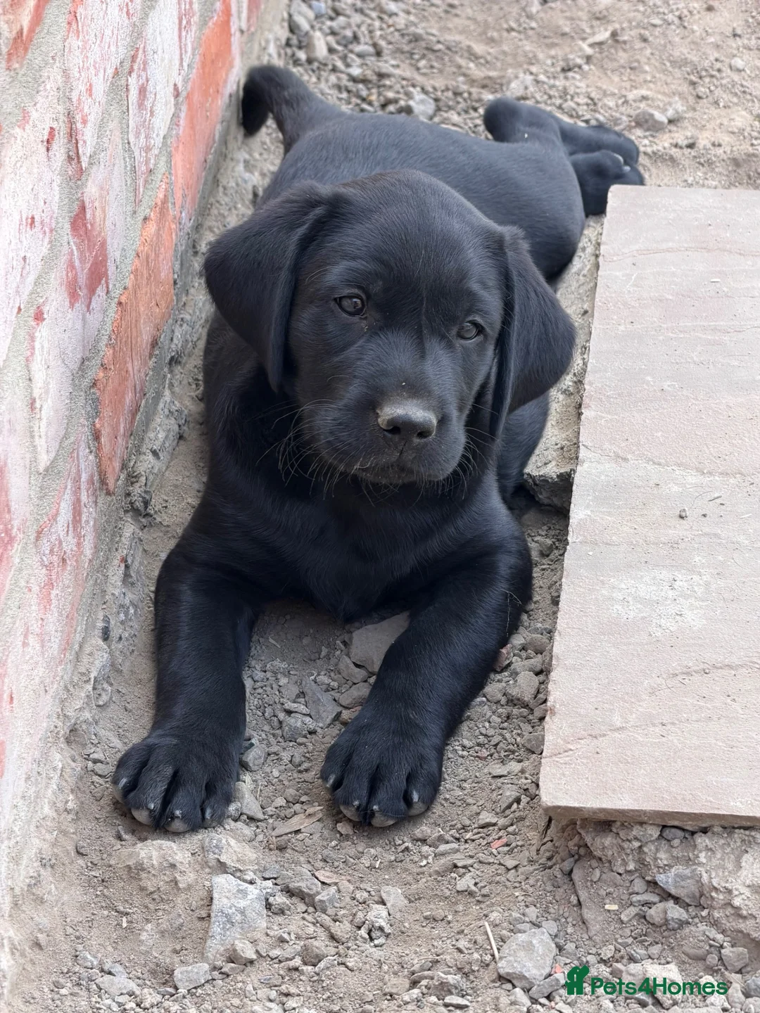 Labrador Retriever dogs for sale: Black Labrador pups for sale - Advert 2