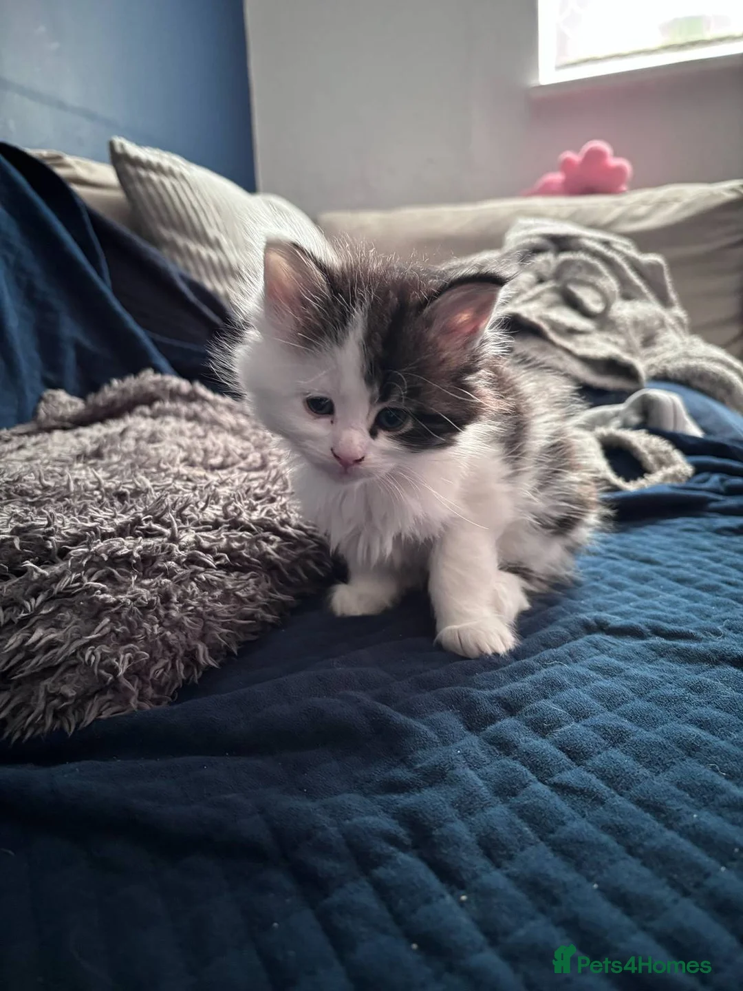 Maine Coon cats for sale: 3/4 MaineCoon - 1/4 Turkish Van kittens - Advert 5