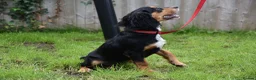 Cocker Spaniel dogs for sale: 5 Months Old Male Working Cocker KC Reg - Advert 20