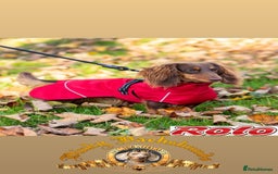 Miniature Dachshund dogs for stud: CHOCOLATE TOY DACHSHUND  - Image 2