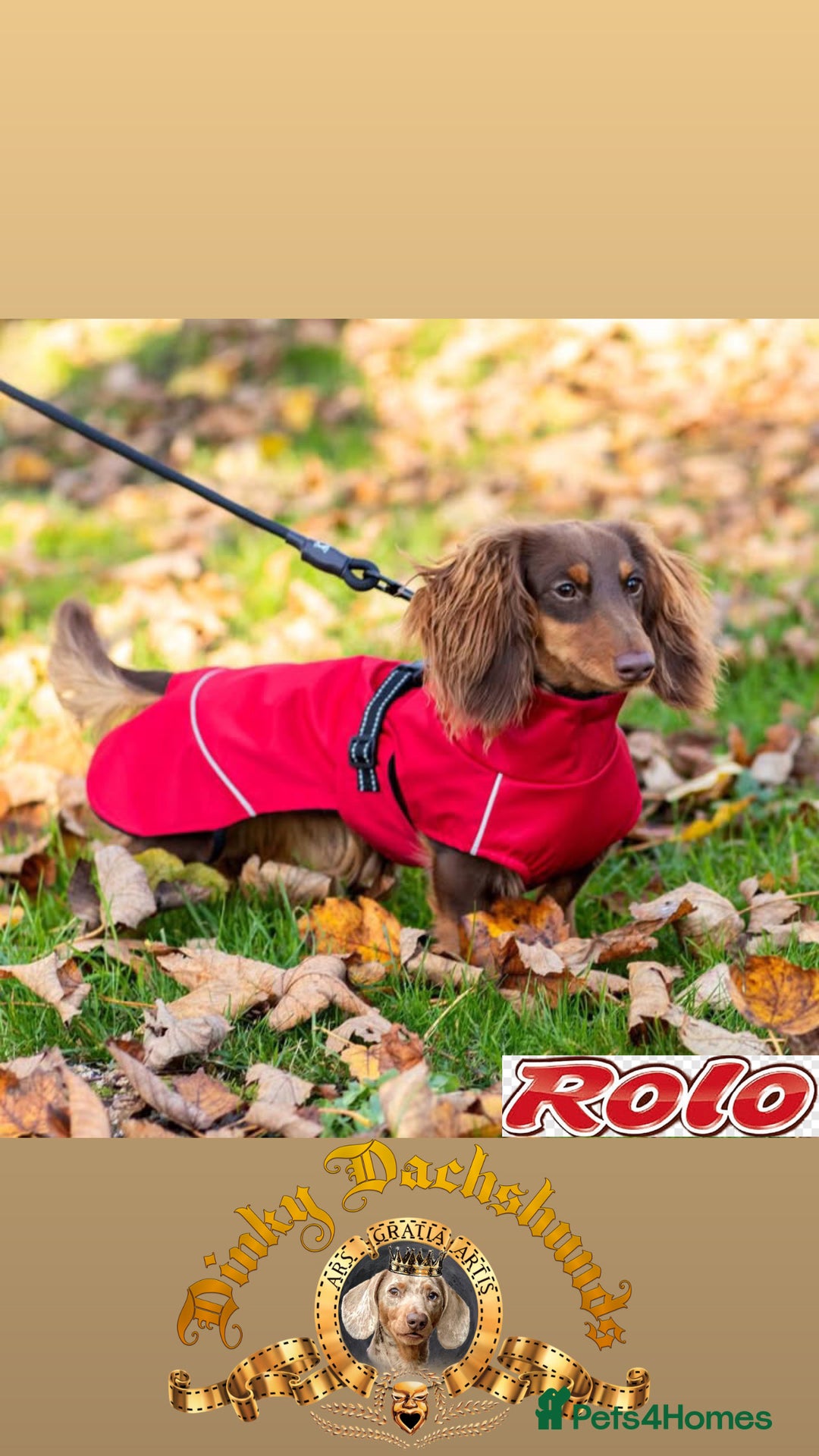 Miniature Dachshund dogs for stud: CHOCOLATE TOY DACHSHUND  - Image 2