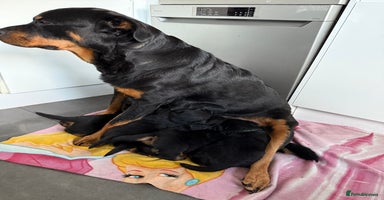 Rottweiler dogs - Advert 2