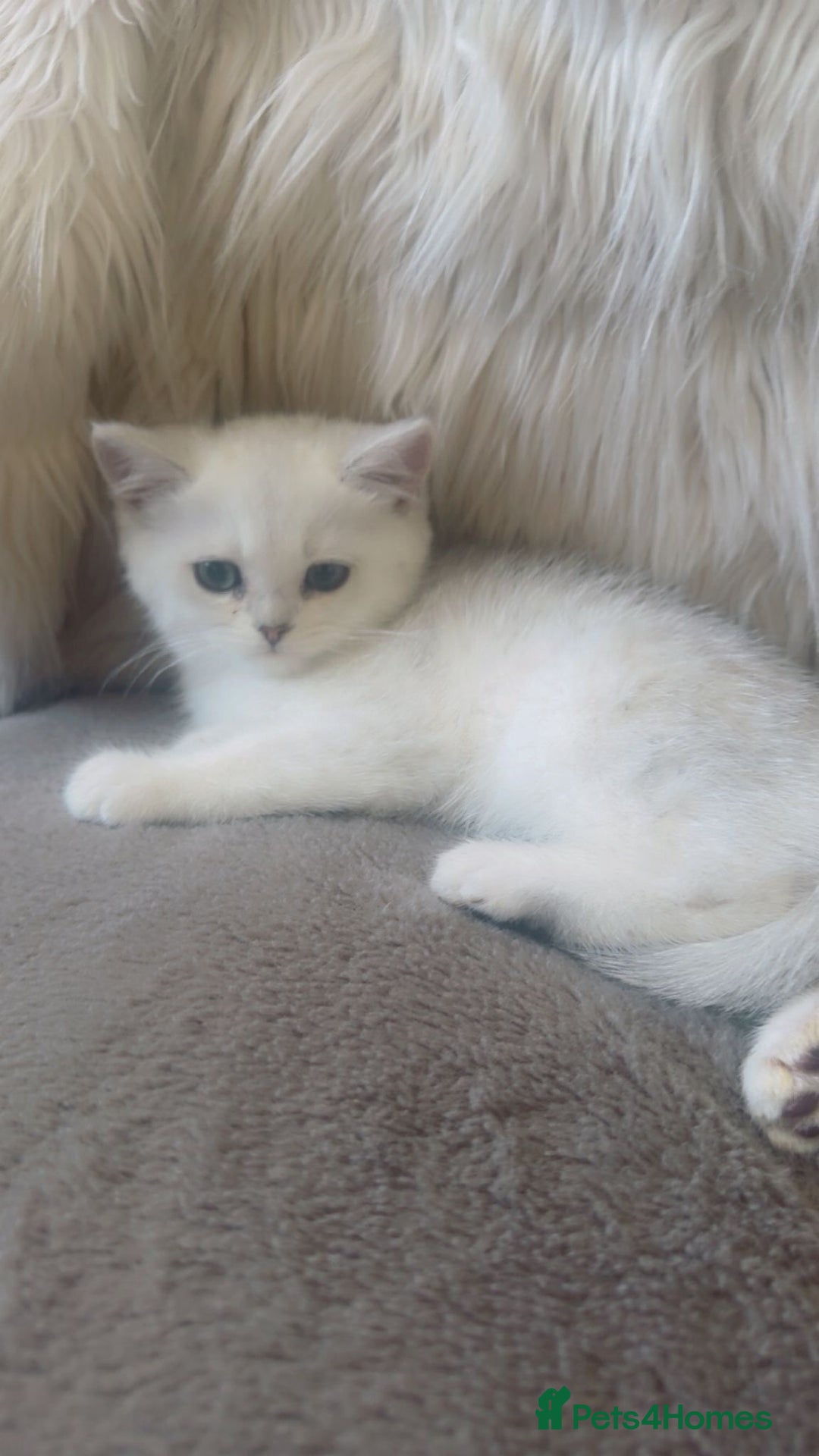 British Shorthair cats for sale: Beautiful Pure British shorthair kittens - Image 10