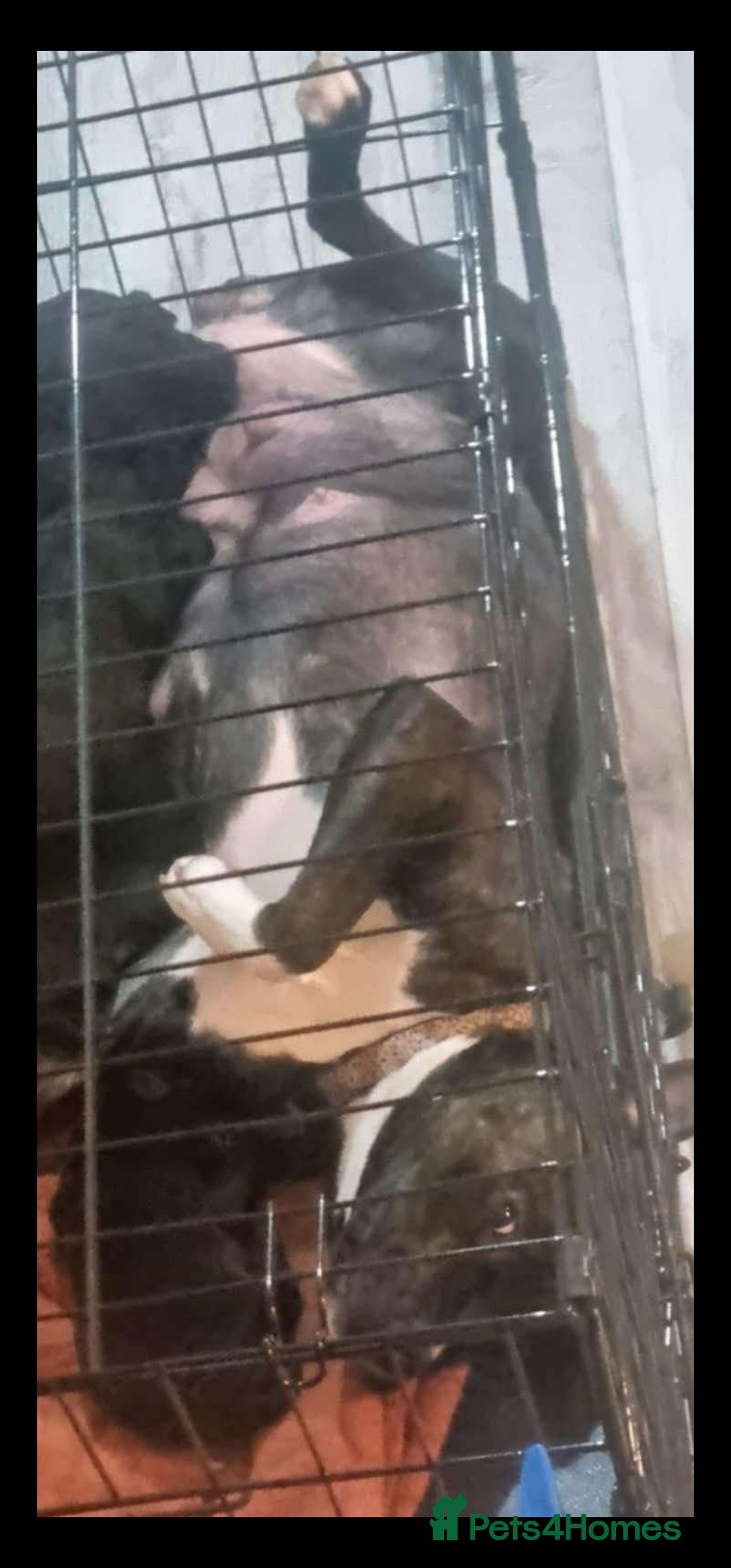 Mixed Breed dogs for sale: Staffy x bulldog  - Advert 5