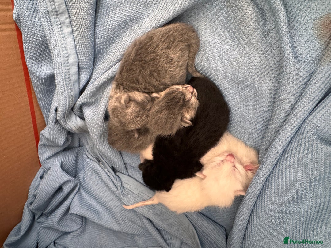 Ragdoll cats for sale: Kittens - Image 3