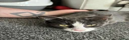 British Shorthair cats for sale: Dark grey and white cat in Romford - Advert 2