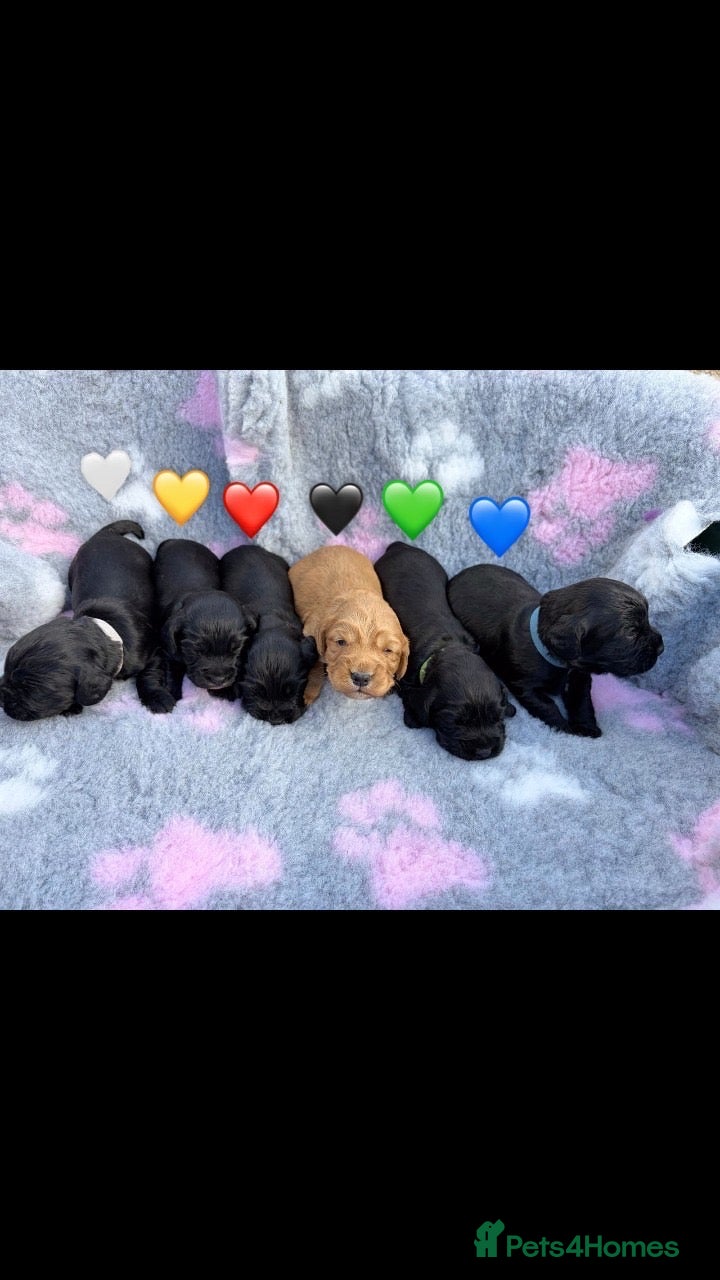 Cocker Spaniel dogs Working cocker spaniel puppies - Advert 13