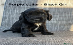 Cocker Spaniel dogs for sale: Beautiful Cocker Spaniel Puppies  - Image 9