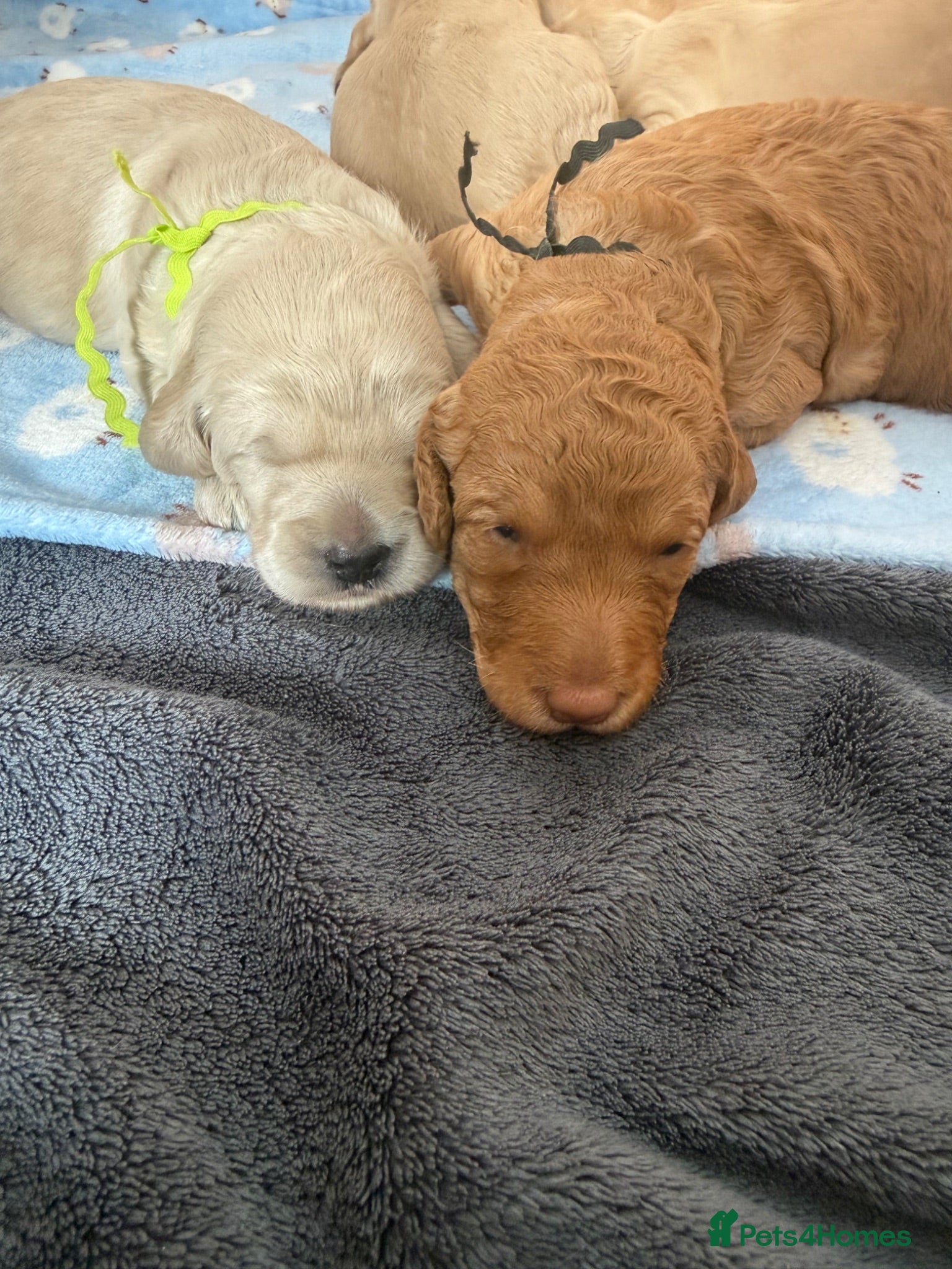 Mixed Breed dogs Multigeneration Cream/Apricot Double Doodles  - Advert 2