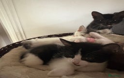 Mixed Breed cats for sale: Beautiful mixed breed kittens - Image 31