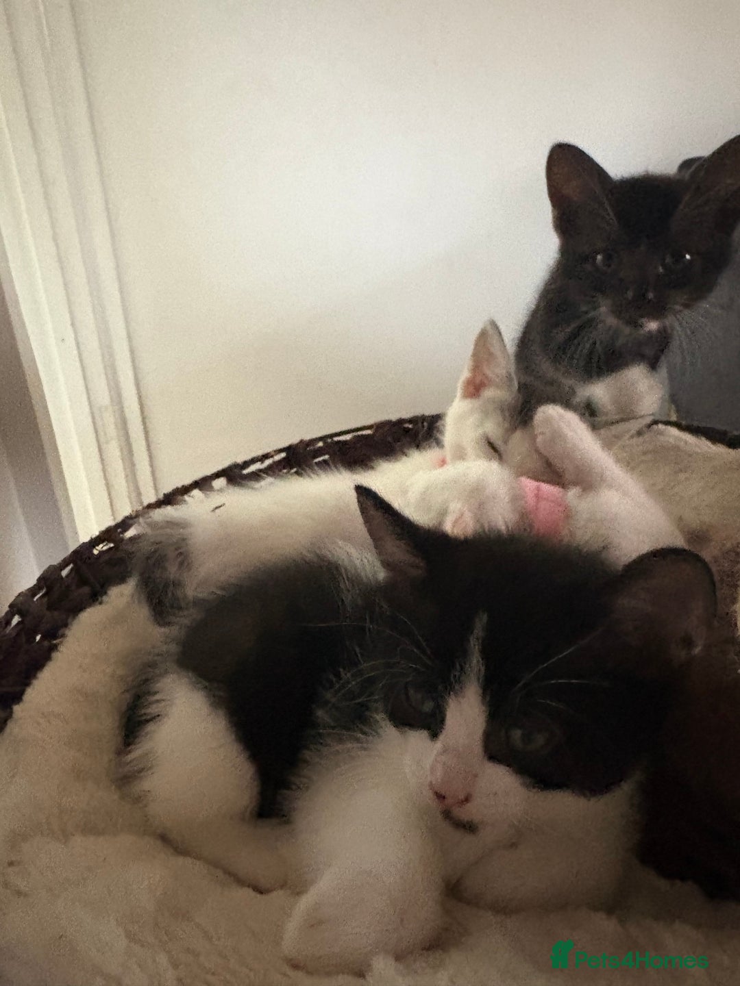 Mixed Breed cats for sale: Beautiful mixed breed kittens - Image 31