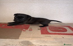Patterdale Terrier dogs for sale: Patterdale terrier puppies  - Image 3
