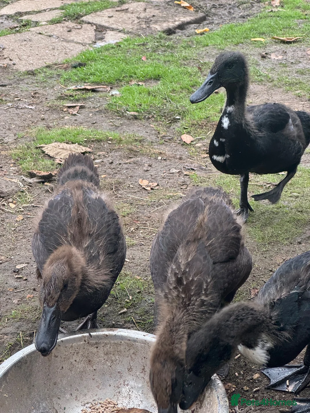Ducks poultry for sale: 2 month old ducklings  - Advert 2
