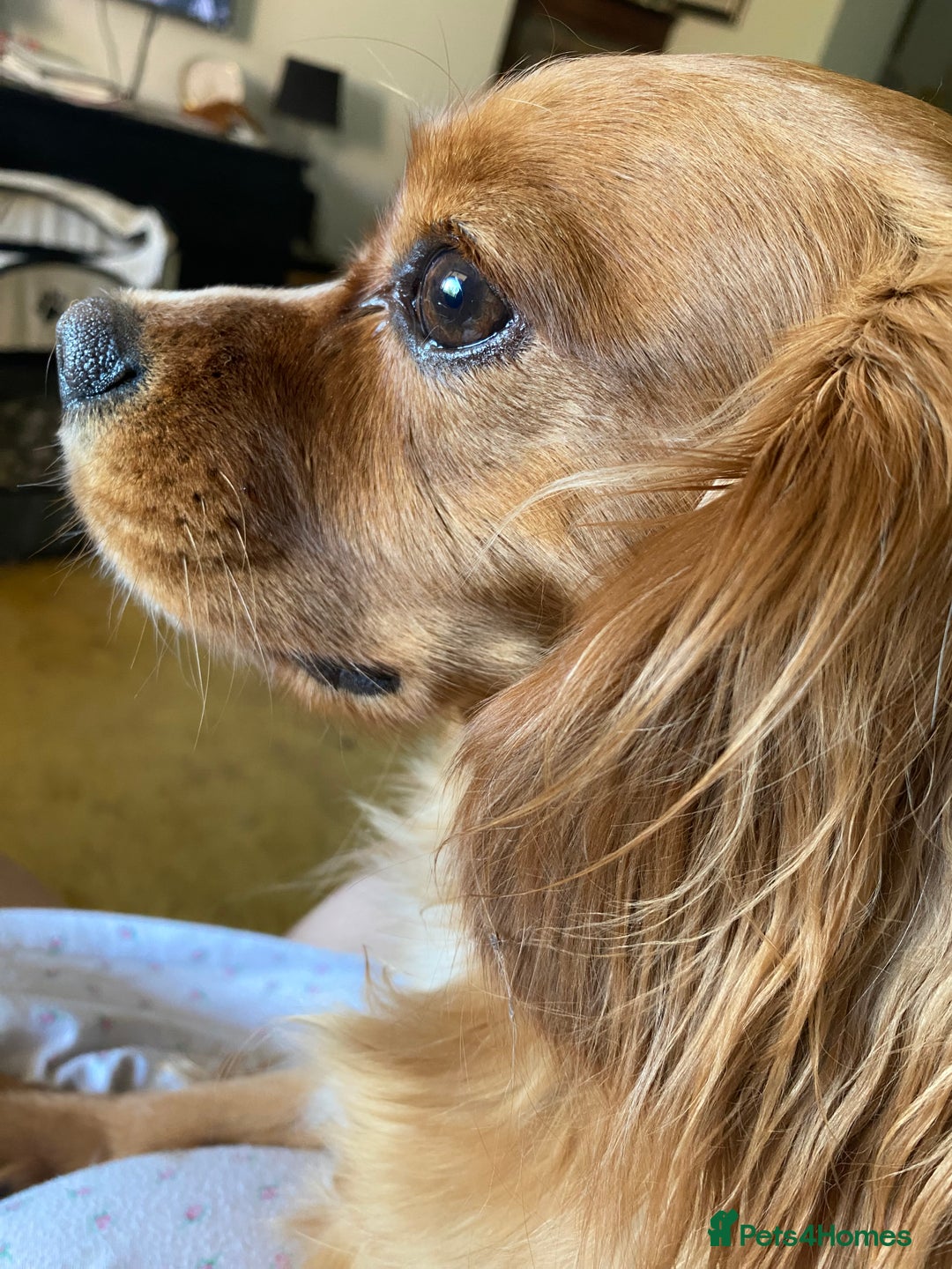 Cavalier King Charles Spaniel dogs for sale: Cavalier King Charles Spaniel Puppies - Image 1