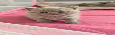 British Shorthair Redboy