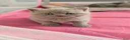 British Shorthair cats for sale: GCCF BSH KITTENS 2 BOYS 1 GIRL  - Advert 9
