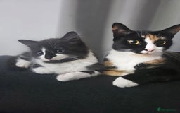 Mixed Breed cats for sale: Distinguish gentleman looking for forever home  - Advert 11