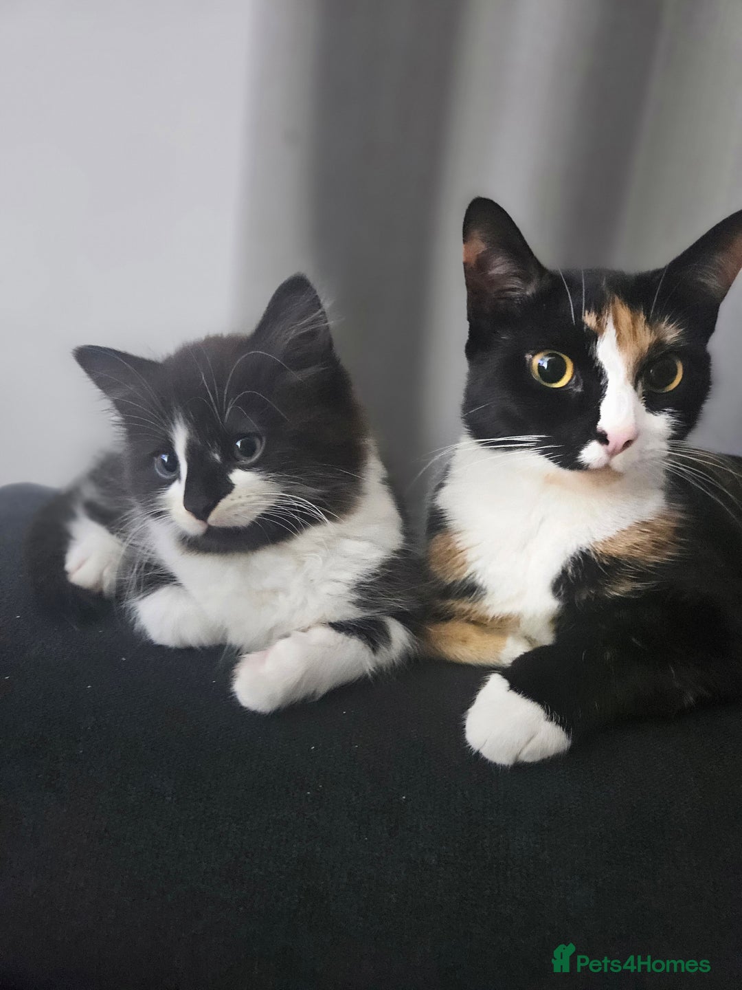 Mixed Breed cats for sale: Distinguish gentleman looking for forever home  - Advert 11