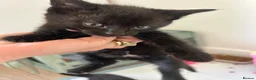 Mixed Breed cats for sale: Black Kittens  - Advert 3