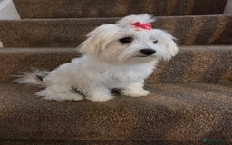 Maltese dogs for sale: KC Reg*Champion Bloodline Maltese Puppy in Wakefield - Image 2