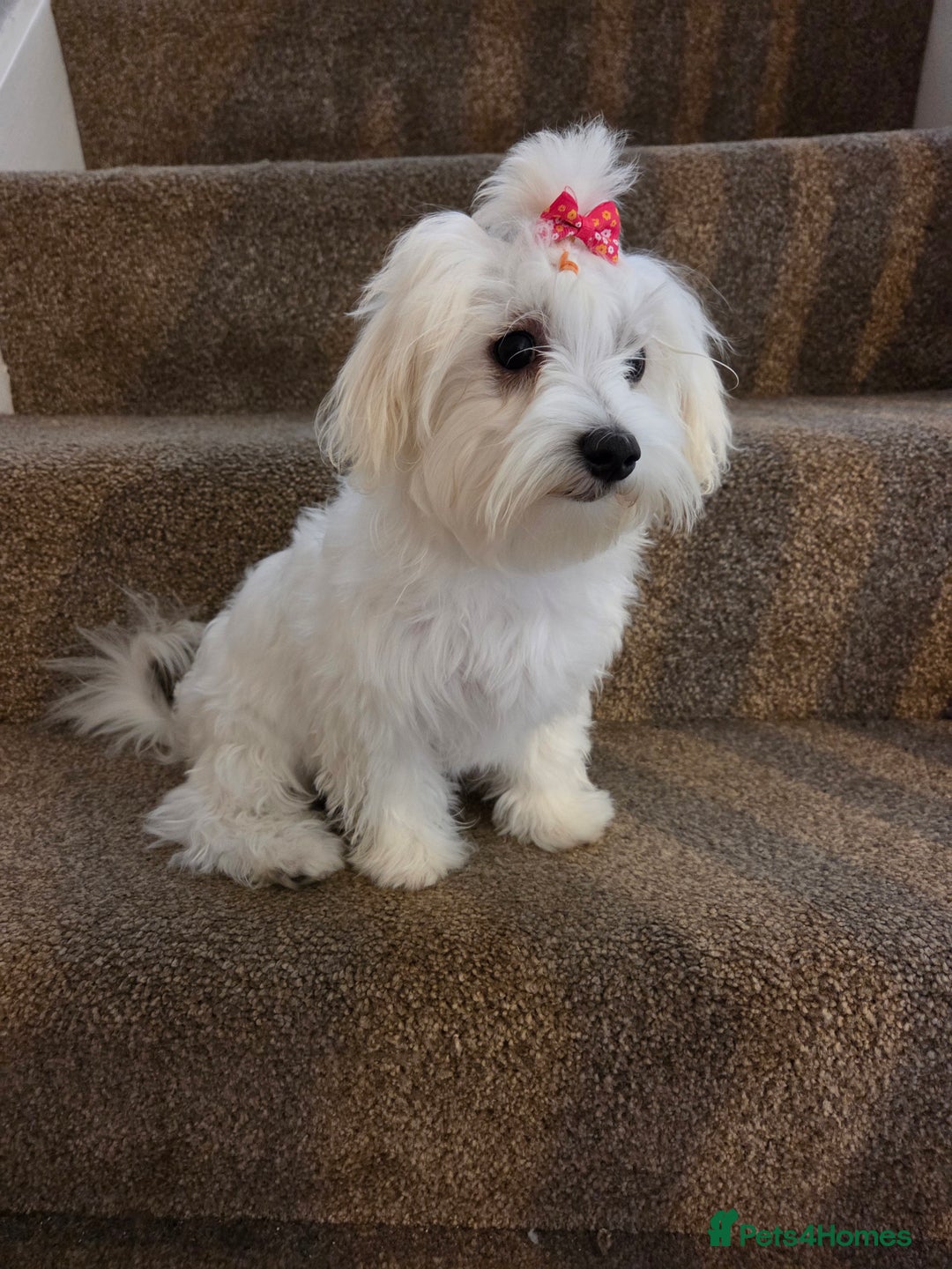 Maltese dogs for sale: KC Reg*Champion Bloodline Maltese Puppy in Wakefield - Image 2