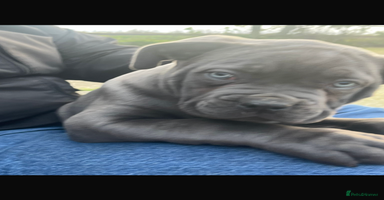 Cane Corso dogs - Advert 3