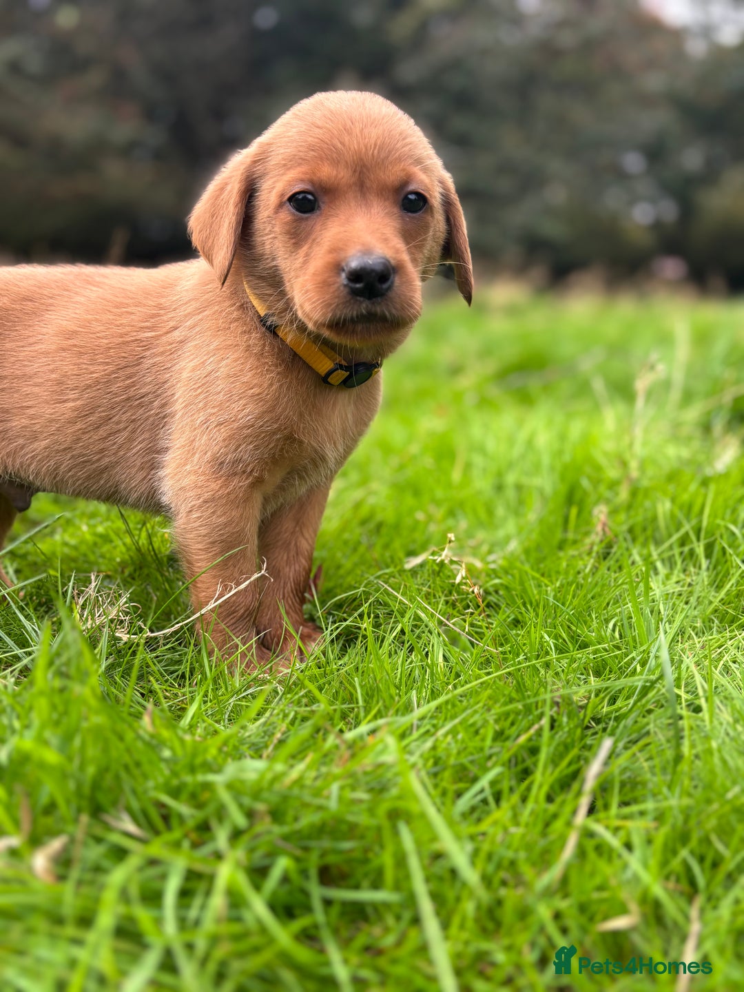 Labrador Retriever dogs for sale: Fox Red Labrador Retrievers - Image 4