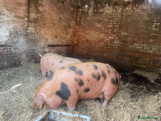 Pig livestock - Advert 1