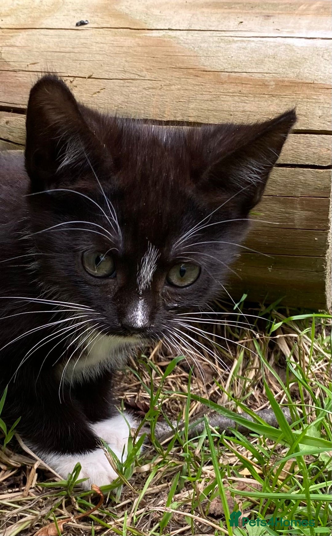 Scottish Fold cats for sale: For Sale: Lovely 13 weeks Scottish Straight kitten - Image 1