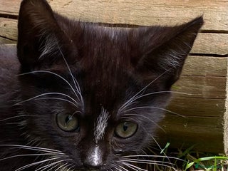 Scottish Fold cats - Advert 15