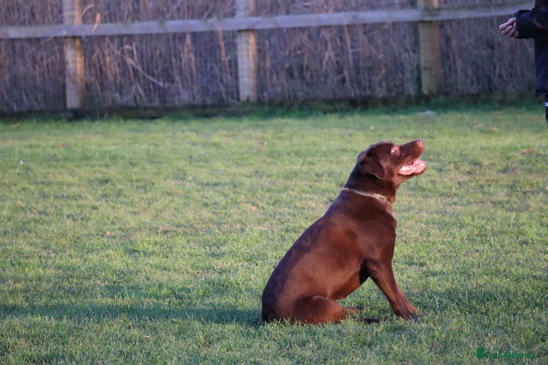 Labrador Retriever dogs for sale: Chocolate lab female  - Advert 16
