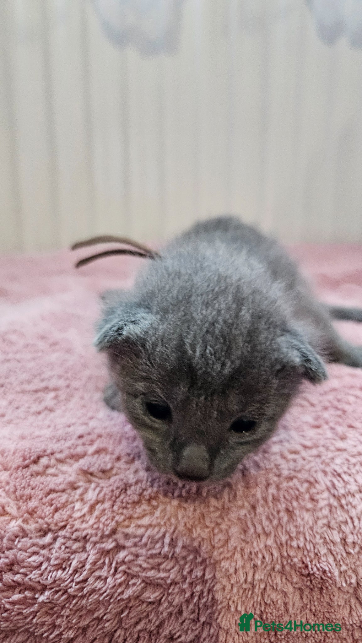 Russian Blue cats for sale: Russian Blue kittens 😸  - Advert 5
