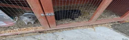 Guinea Pig rodents for sale: 2 male Guinea pigs  in Norwich - Advert 1