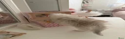 Persian cats for sale: persian beautiful male kitten - Advert 6