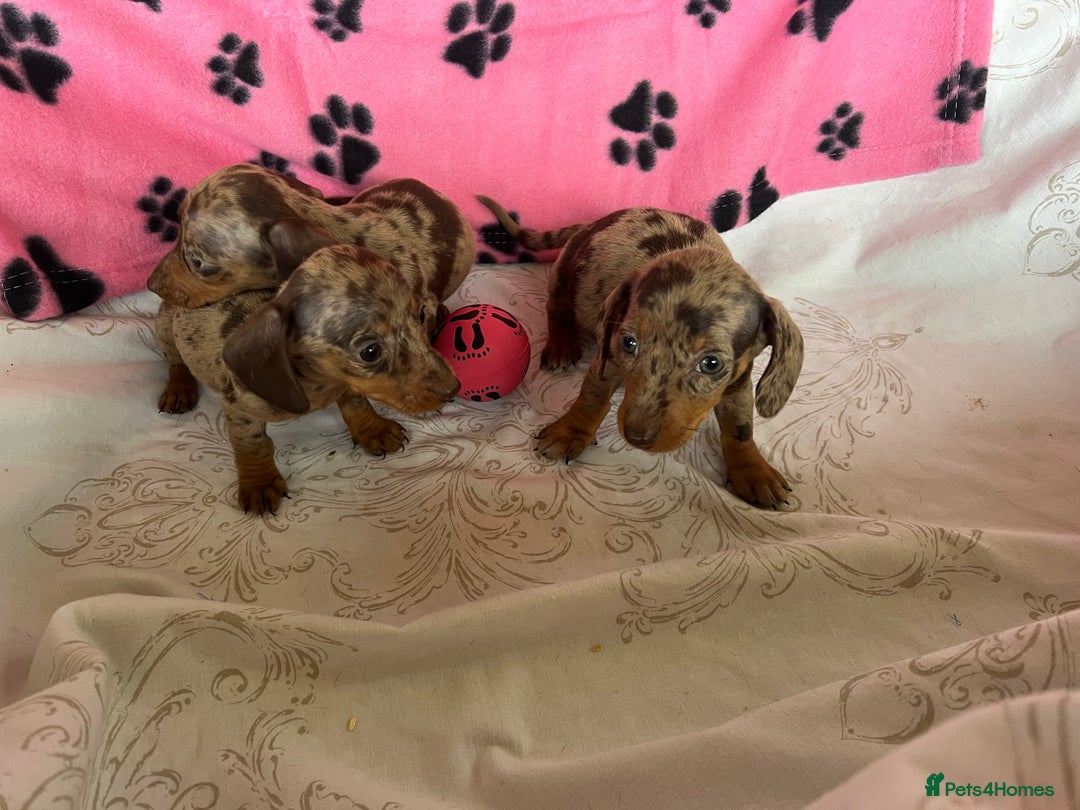 Dachshund dogs for sale: DACHSHUND PUPPIES  - Image 6