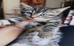 Mixed Breed cats for sale: adorable kitten ready to go home - Image 6
