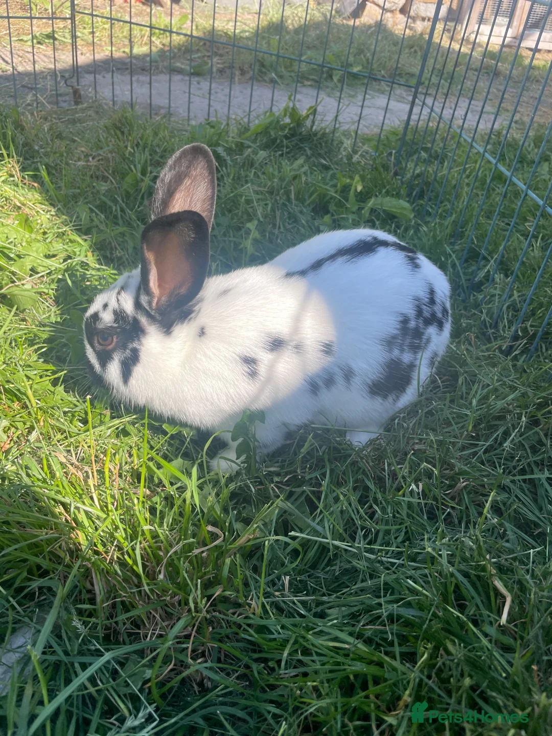 Rex rabbits for sale: Red mixed bunnies  - Advert 2