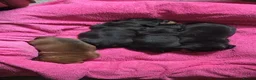 Miniature Dachshund dogs for sale: Minature Dachshund  - Advert 14