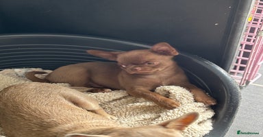 Chihuahua dogs - Advert 13