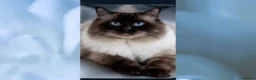 Ragdoll cats for stud: 🏆Champion🏆 Ragdoll for stud - Advert 2